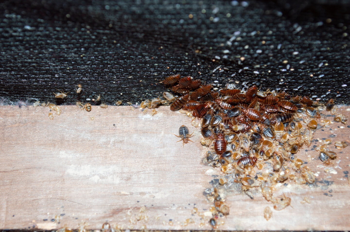 Bed Bug infestation of a wooden bed frame.